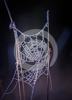 A beautiful frosted spider web in an early spring morning. Cold morning scenery in a meadow. Ice on spider web.