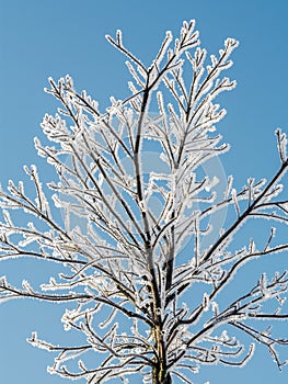 Beautiful frosted tree