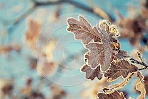 Beautiful frosty oak tree leave on peaceful sunny winter day against clear blue sky background