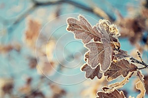 Beautiful frosty oak tree leave on peaceful sunny winter day against clear blue sky background photo