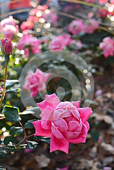 Beautiful frosty pink rose in the garden.