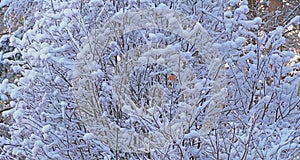 Beautiful frosty winter day, snow-covered trees.