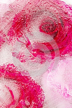 Beautiful frozen abstraction of bright roses