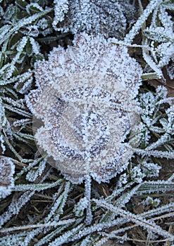Beautiful frozen plants at winter