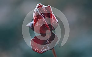 Beautiful frozen red rose close up. Dark winter rose art design with snow, soft focus. Beauty flower in winter garden