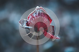 Beautiful frozen red rose close up. Dark winter rose art design with snow, soft focus. Beauty flower in winter garden