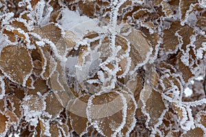 Beautiful frozen tree branch with dead leaves and ice crystals.