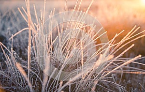 A beautiful frozen wetland grass in the morning light. Field of frozen sedge grass in swamp.