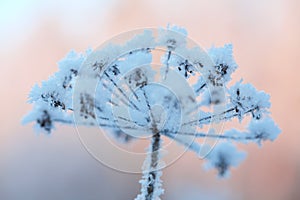 Beautiful frozen winter plant