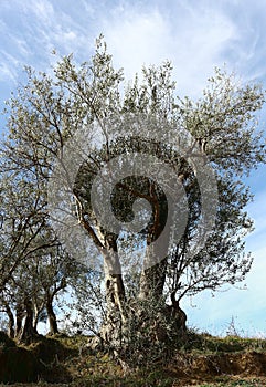 Beautiful Fruit Old olive Landscape Albania lake trees awesome sky reflection mountain hills tree ablero park panorama