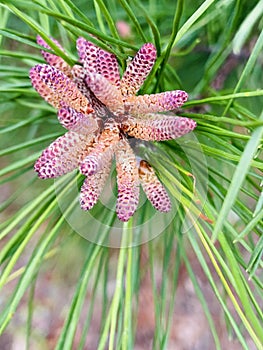 the beautiful fruit of the pine tree purple cones photo