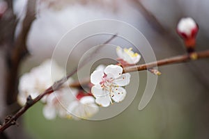Beautiful fruit tree blooming, spring time apricot blossom at sunset