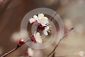 Beautiful fruit tree blooming, spring time apricot blossom at sunset