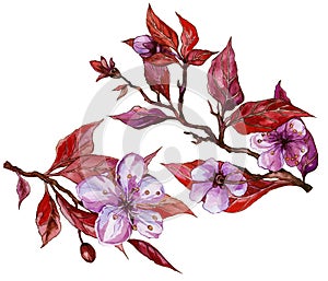 Beautiful fruit tree flower on a twig. Floral set of two twigs in purple and red color. Spring flourish illustration.