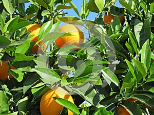 Beautiful fruit tree of oranges of juicy fruits photo