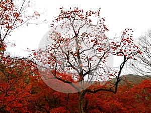 Beautiful Fruitful tree and red fall foliage at the mountainside