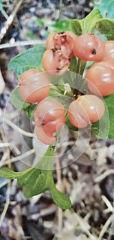 Beautiful Fruits in the forest