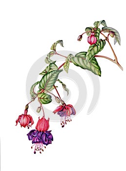 Beautiful fuchsia branch with flowers, buds and berries