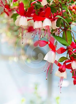 Beautiful fuchsia flowers