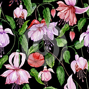 Beautiful fuchsia flowers on climbing twigs on black background. Seamless floral pattern. Watercolor painting.