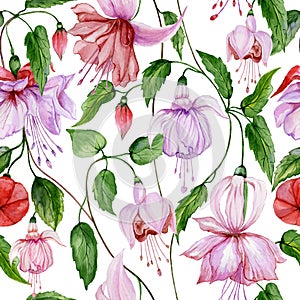 Beautiful fuchsia flowers on climbing twigs on white background. Seamless floral pattern. Watercolor painting.