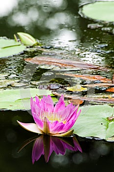 A beautiful fuchsia lotus or waterlily flower in pond