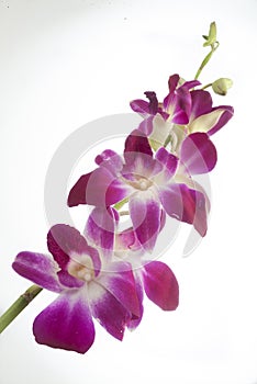 Beautiful fuchsia orchid flowers, against a neutral background