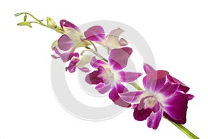 Beautiful fuchsia orchid with open flowers and buds isolated on white