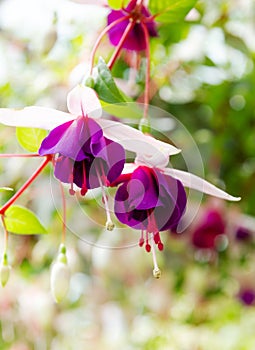 Beautiful fuchsia purple flowers