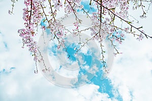 Beautiful full bloom cherry Blossom in the early spring season. Pink Sakura Japanese flower in over the blue sky. Japanese Garden