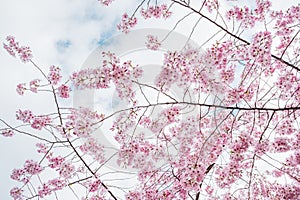 Beautiful full bloom cherry Blossom in the early spring season. Pink Sakura Japanese flower in over the blue sky. Japanese Garden