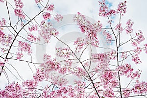 Beautiful full bloom cherry Blossom in the early spring season. Pink Sakura Japanese flower in over the blue sky. Japanese Garden