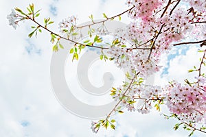 Beautiful full bloom cherry Blossom in the early spring season. Pink Sakura Japanese flower in over the blue sky. Japanese Garden