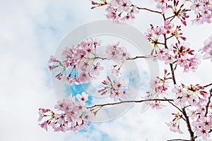 Beautiful full bloom cherry Blossom in the early spring season. Pink Sakura Japanese flower in over the blue sky. Japanese Garden