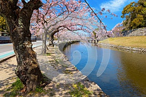 Beautiful full bloom cherry blossom at Hikone castle moat in Shiga, Japan
