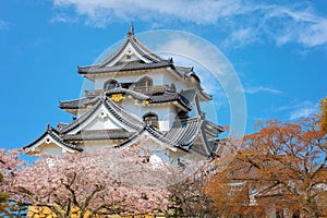 Beautiful full bloom cherry blossom at Hikone Castle in Shiga, Japan