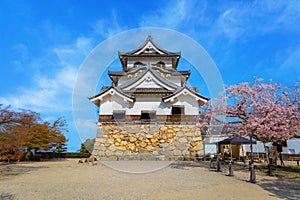 Beautiful full bloom cherry blossom at Hikone Castle in Shiga, Japan