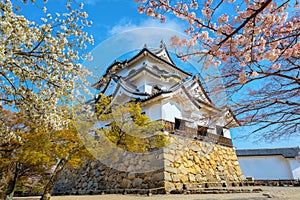 Beautiful full bloom cherry blossom at Hikone Castle in Shiga, Japan