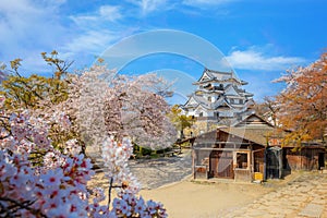 Beautiful full bloom cherry blossom at Hikone Castle in Shiga, Japan