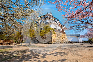 Beautiful full bloom cherry blossom at Hikone Castle in Shiga, Japan