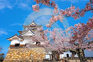 Beautiful full bloom cherry blossom at Hikone Castle in Shiga, Japan