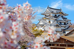 Beautiful full bloom cherry blossom at Hikone Castle in Shiga, Japan