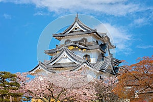 Beautiful full bloom cherry blossom at Hikone Castle in Shiga, Japan