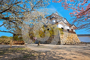 Beautiful full bloom cherry blossom at Hikone Castle in Shiga, Japan