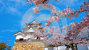 Beautiful full bloom cherry blossom at Hikone Castle in Shiga, Japan