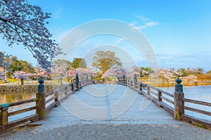 Beautiful full bloom cherry blossom at Hikone Castle in Shiga, Japan