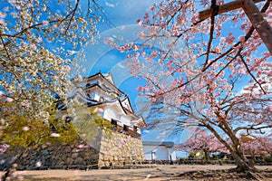 Beautiful full bloom cherry blossom at Hikone Castle in Shiga, Japan