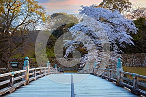 Beautiful full bloom cherry blossom at Hikone Castle in Shiga, Japan