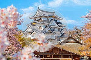 Beautiful full bloom cherry blossom at Hikone Castle in Shiga, Japan