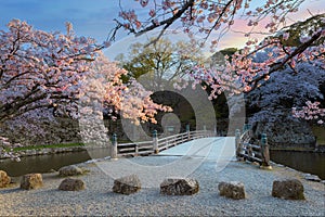 Beautiful full bloom cherry blossom at Hikone Castle in Shiga, Japan